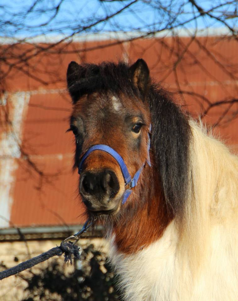 Filly Shetland Pony For sale 2024 Coloured