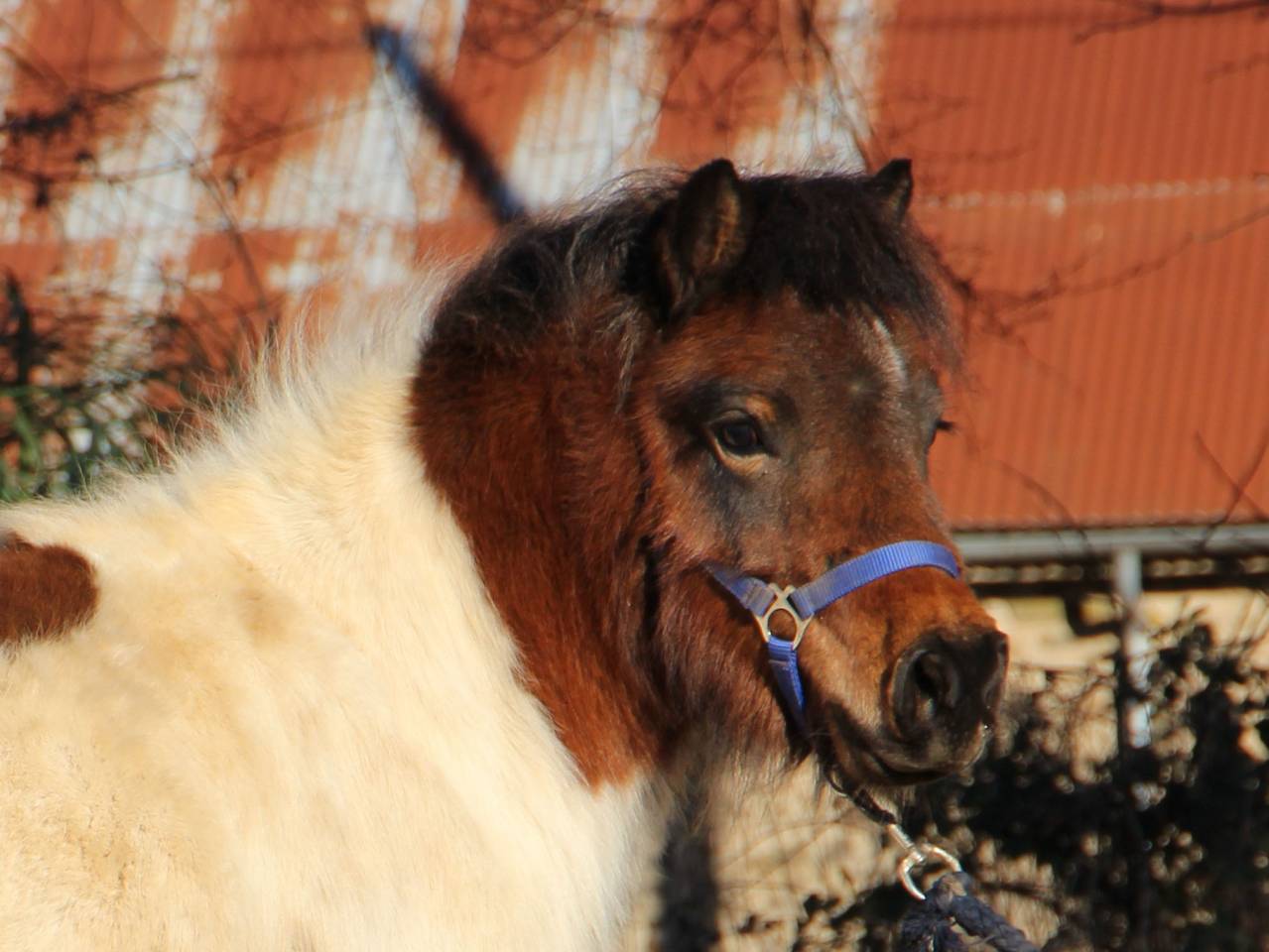 Filly Shetland Pony For sale 2024 Coloured