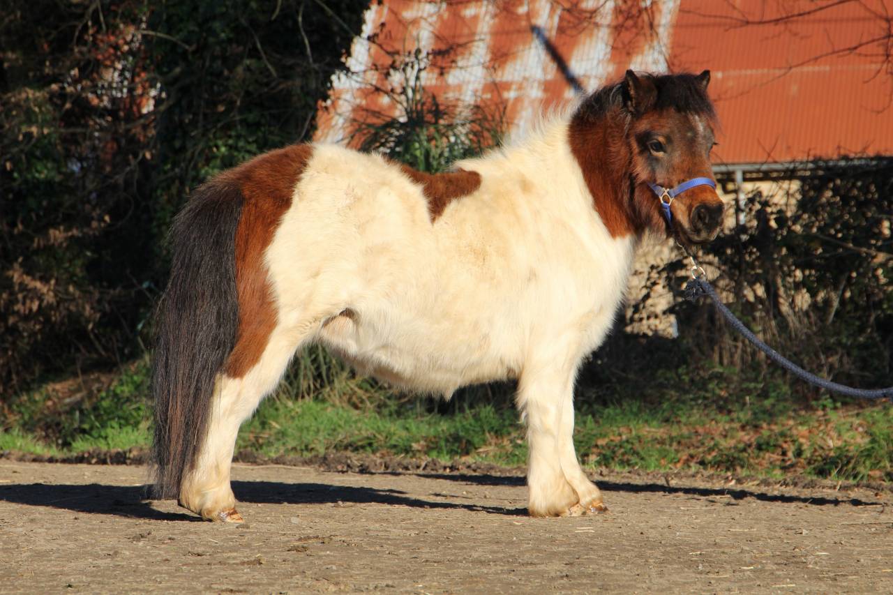 Filly Shetland Pony For sale 2024 Coloured