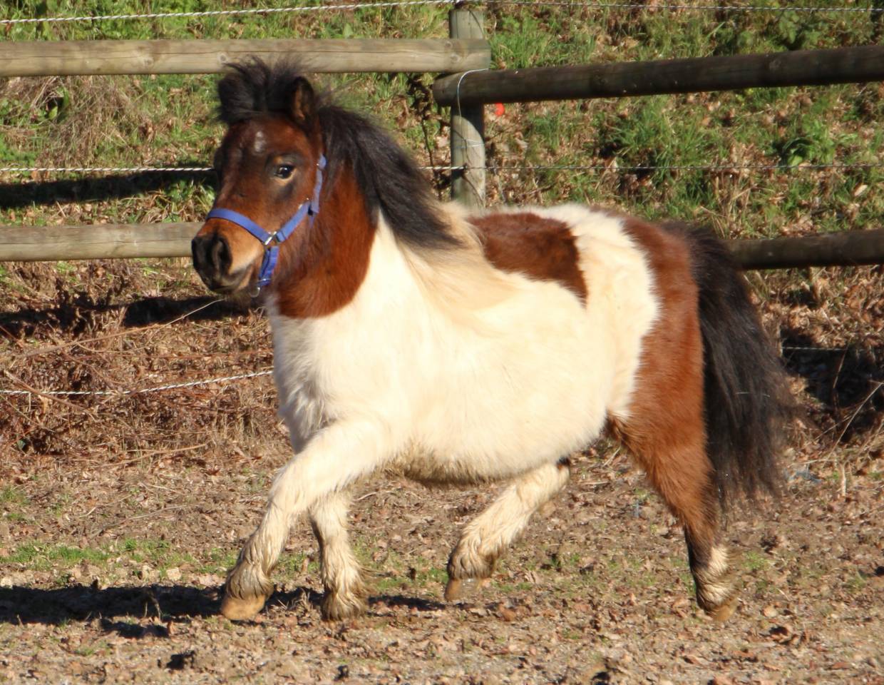 Filly Shetland Pony For sale 2024 Coloured