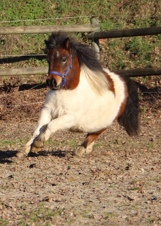 Filly Shetland Pony For sale 2024 Coloured