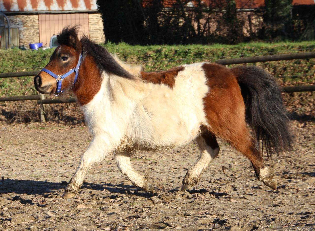Filly Shetland Pony For sale 2024 Coloured