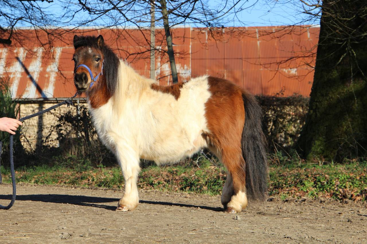 Filly Shetland Pony For sale 2024 Coloured