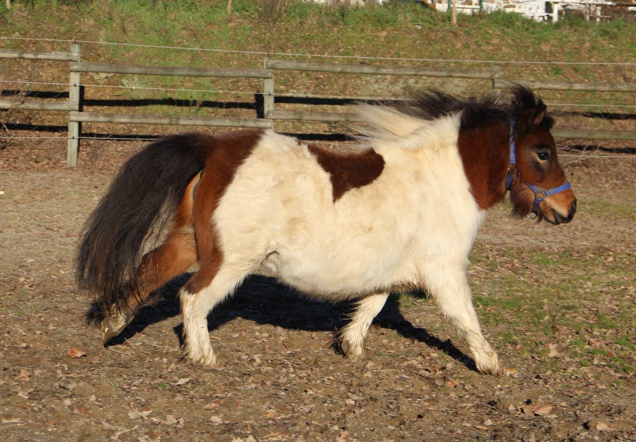 Filly Shetland Pony For sale 2024 Coloured