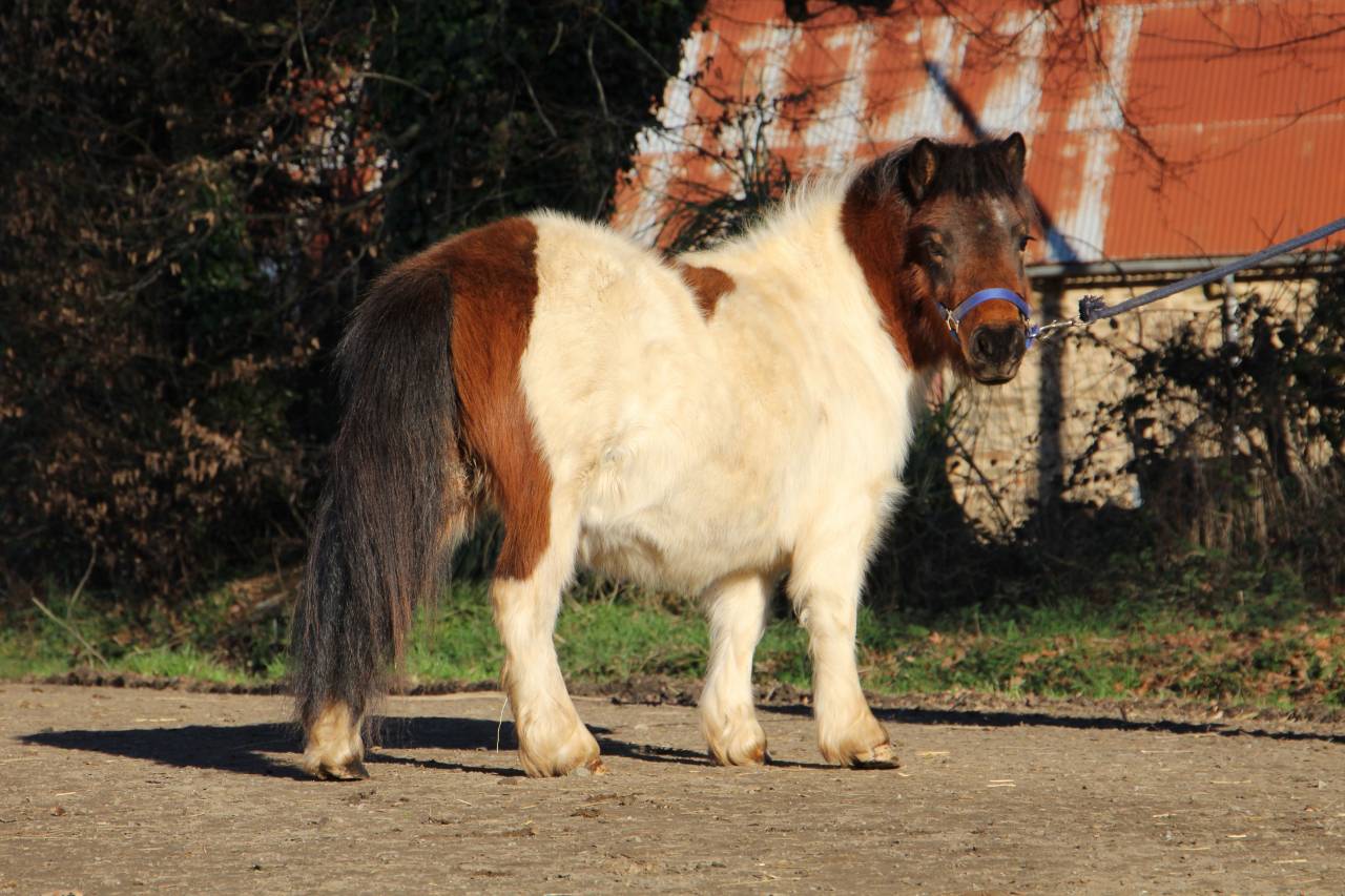 Filly Shetland Pony For sale 2024 Coloured