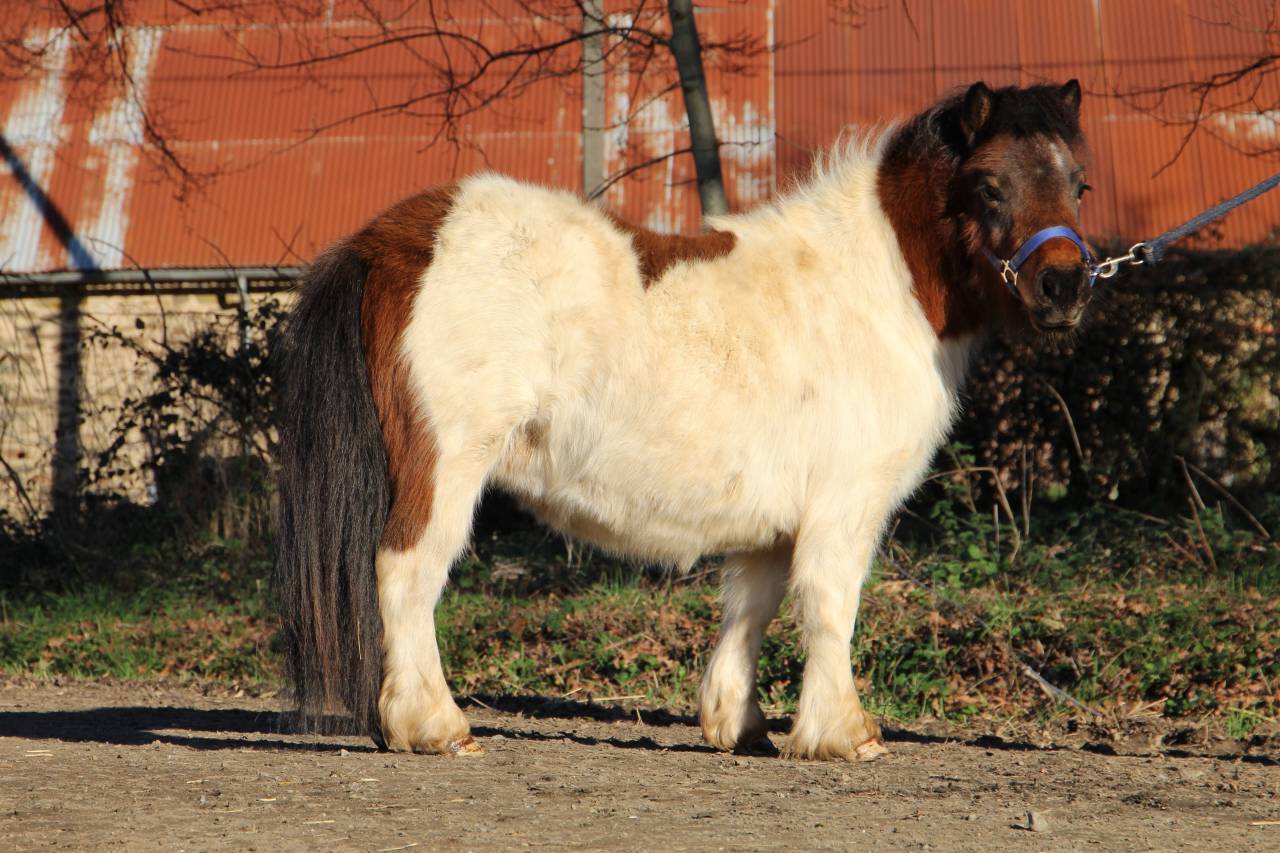 Filly Shetland Pony For sale 2024 Coloured