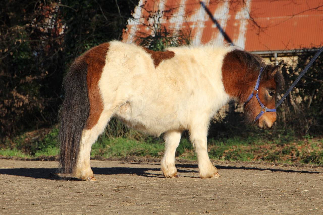 Filly Shetland Pony For sale 2024 Coloured