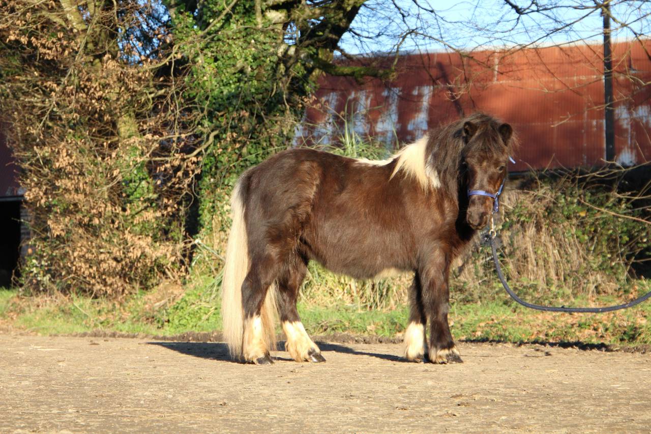 Filly Shetland Pony For sale 2024 Coloured