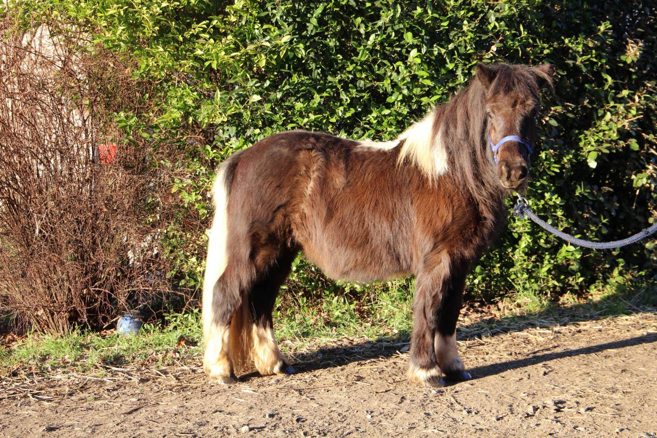 Filly Shetland Pony For sale 2024 Coloured