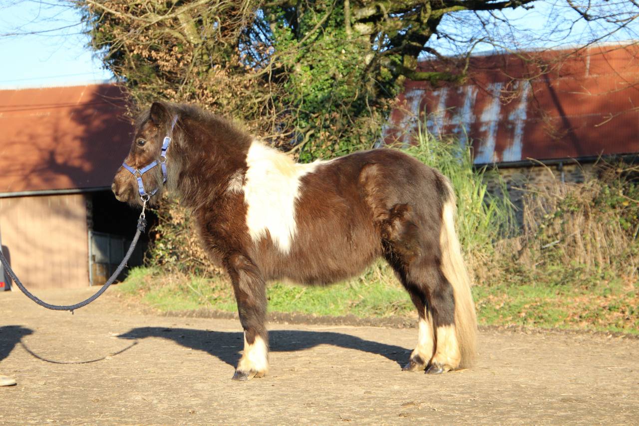 Filly Shetland Pony For sale 2024 Coloured
