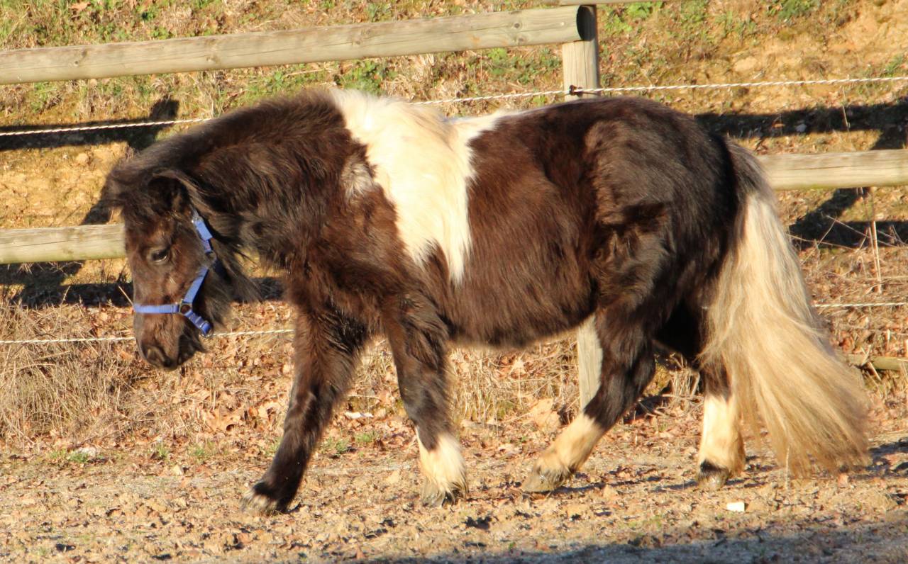 Filly Shetland Pony For sale 2024 Coloured