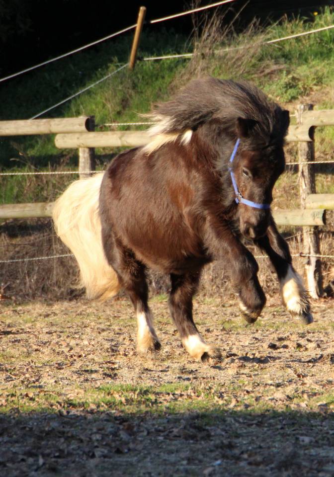 Filly Shetland Pony For sale 2024 Coloured