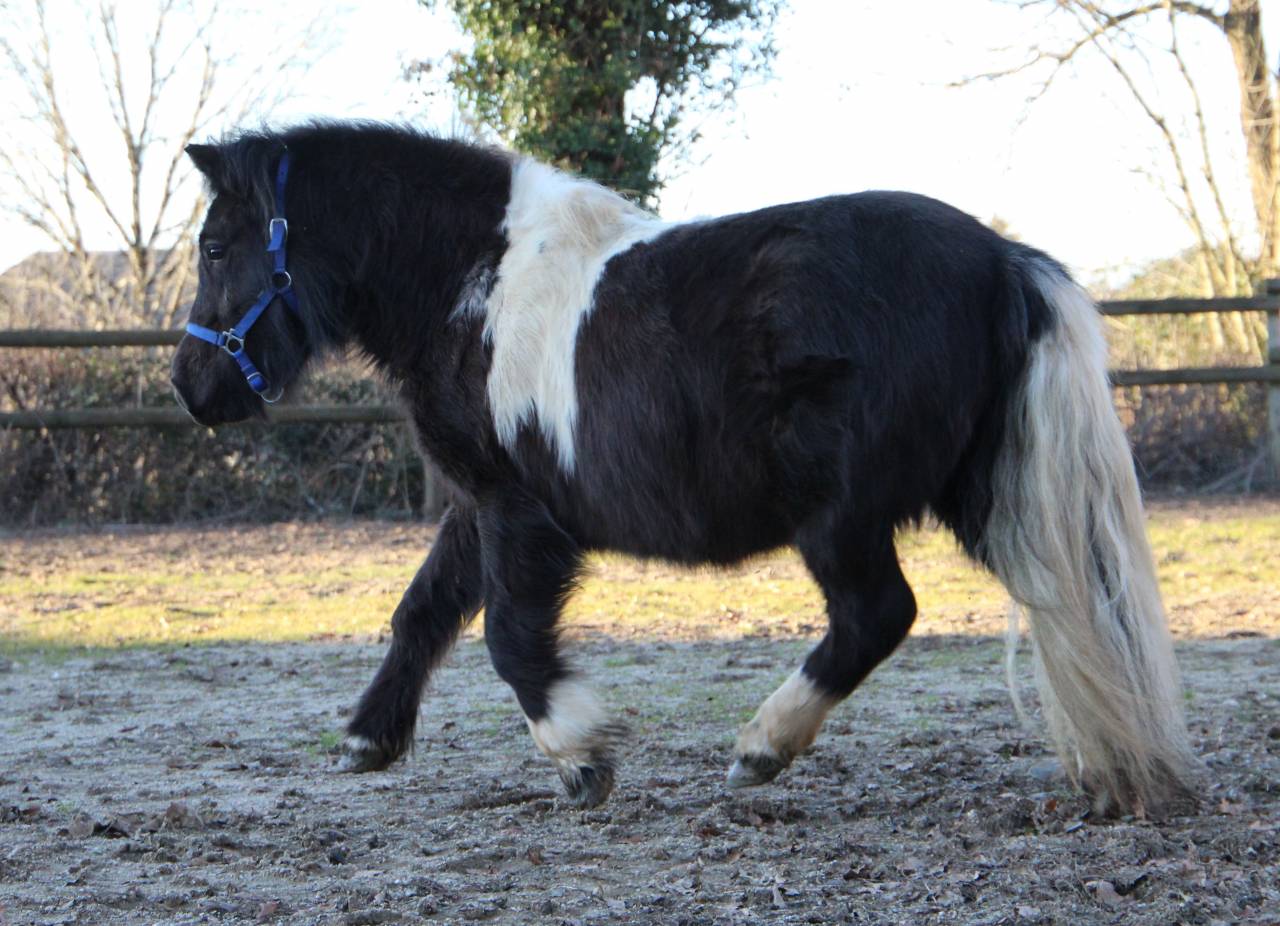 Filly Shetland Pony For sale 2024 Coloured
