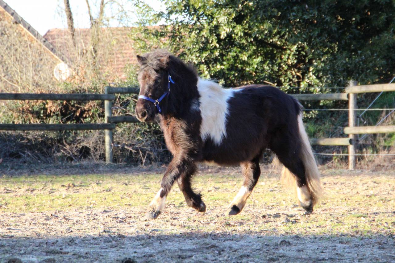 Filly Shetland Pony For sale 2024 Coloured