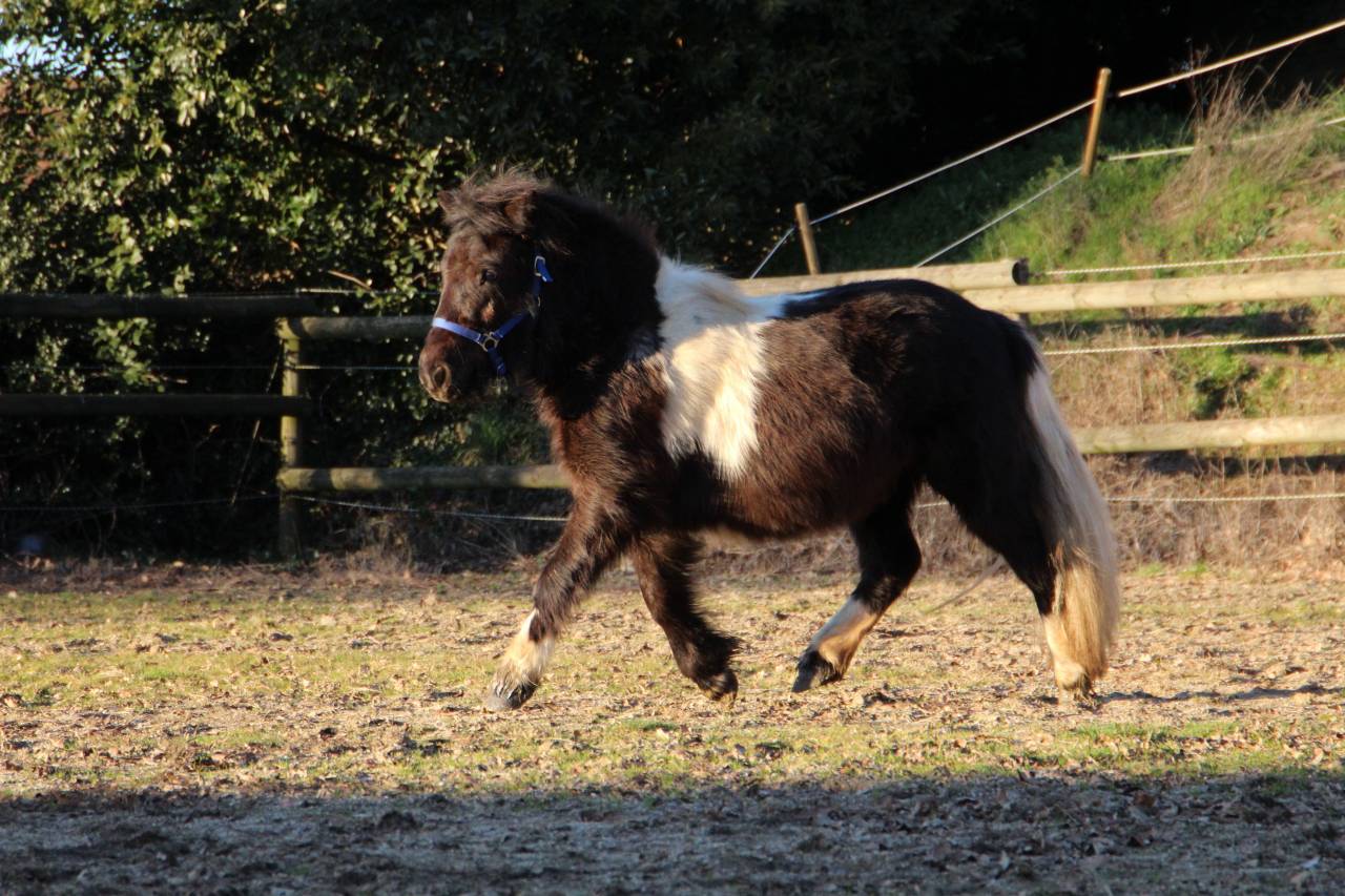 Filly Shetland Pony For sale 2024 Coloured
