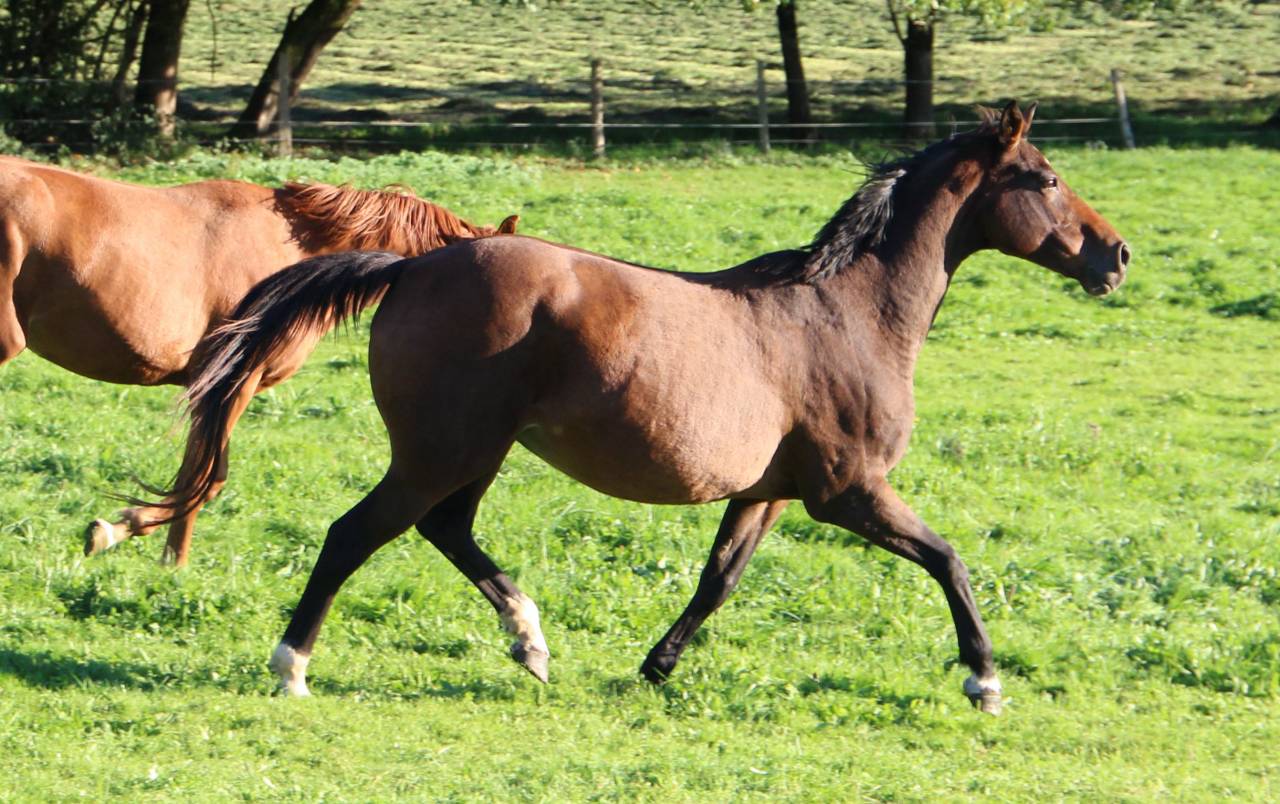 Broodmare Selle Fran&ccedil;ais For sale 2011 Dark Bay