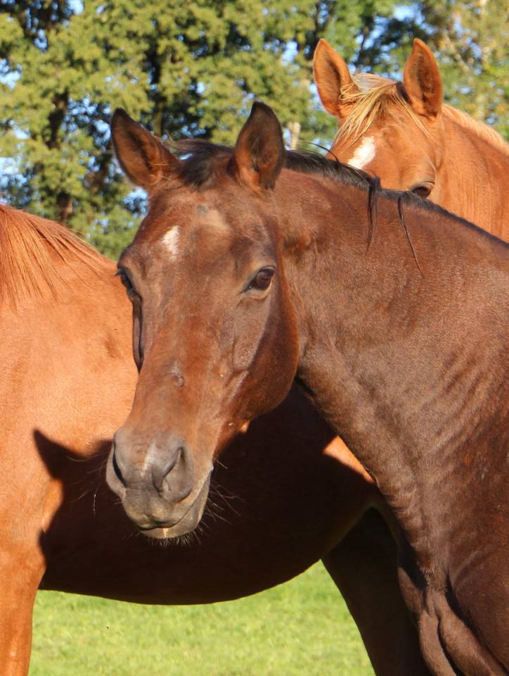 Broodmare Selle Fran&ccedil;ais For sale 2011 Dark Bay