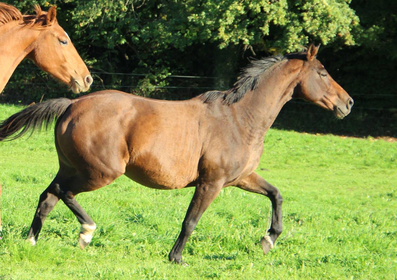 Broodmare Selle Fran&ccedil;ais For sale 2011 Dark Bay