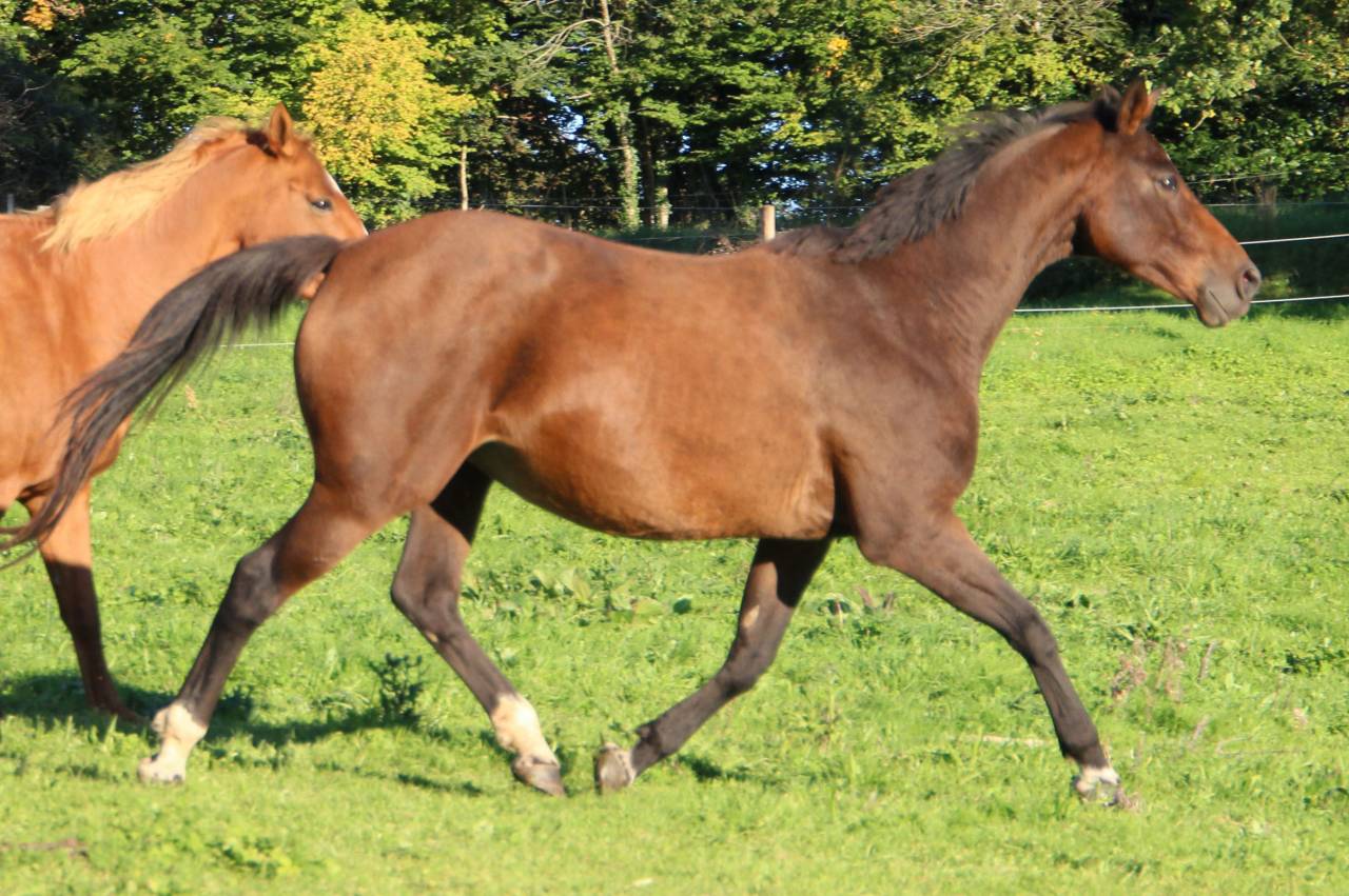 Broodmare Selle Fran&ccedil;ais For sale 2011 Dark Bay