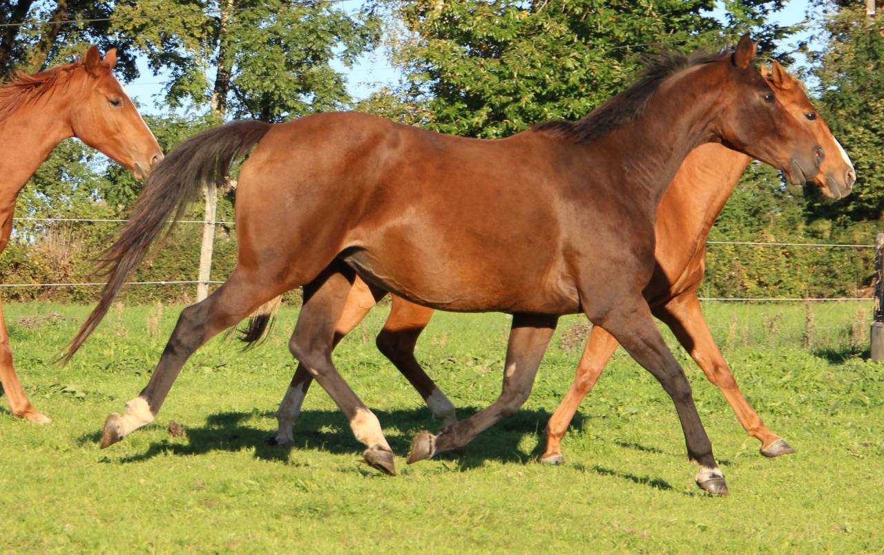 Broodmare Selle Fran&ccedil;ais For sale 2011 Dark Bay