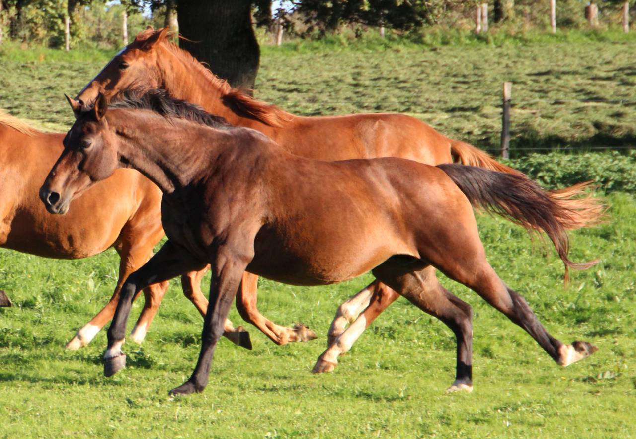 Broodmare Selle Fran&ccedil;ais For sale 2011 Dark Bay