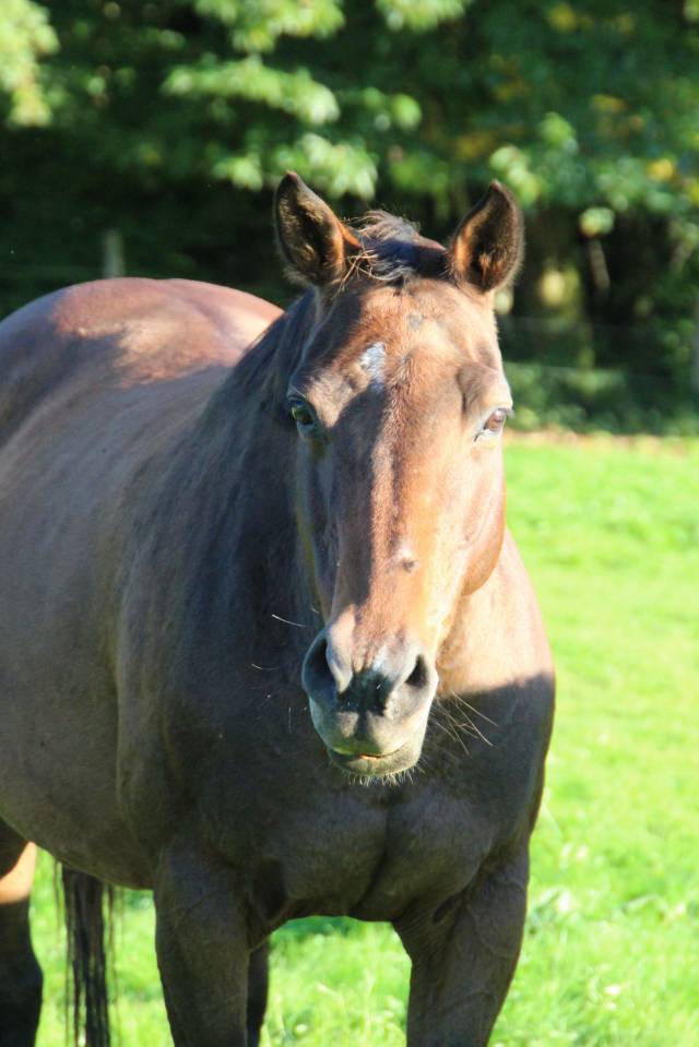 Broodmare Selle Fran&ccedil;ais For sale 2011 Dark Bay