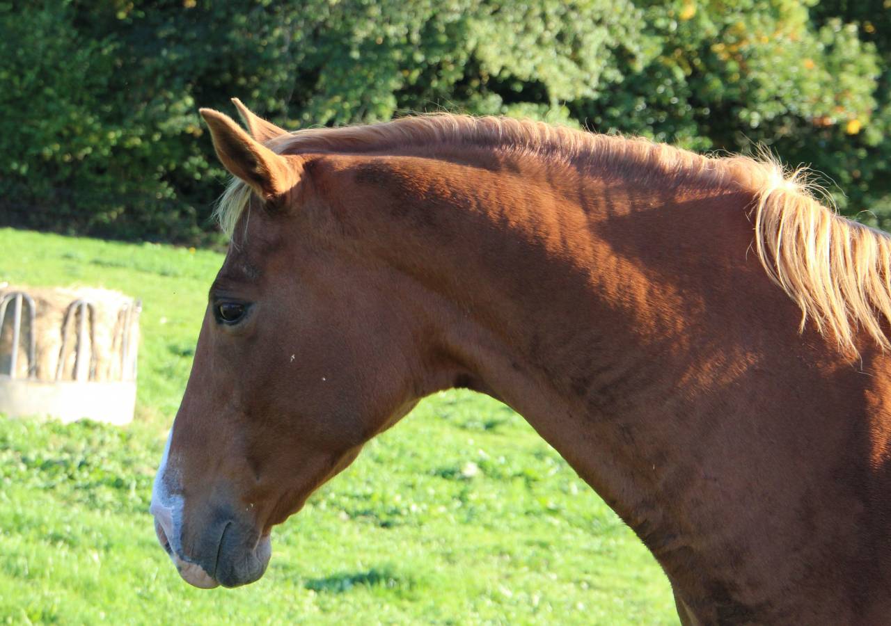 Broodmare Anglo-Arabian For sale 2014 Silver dapple