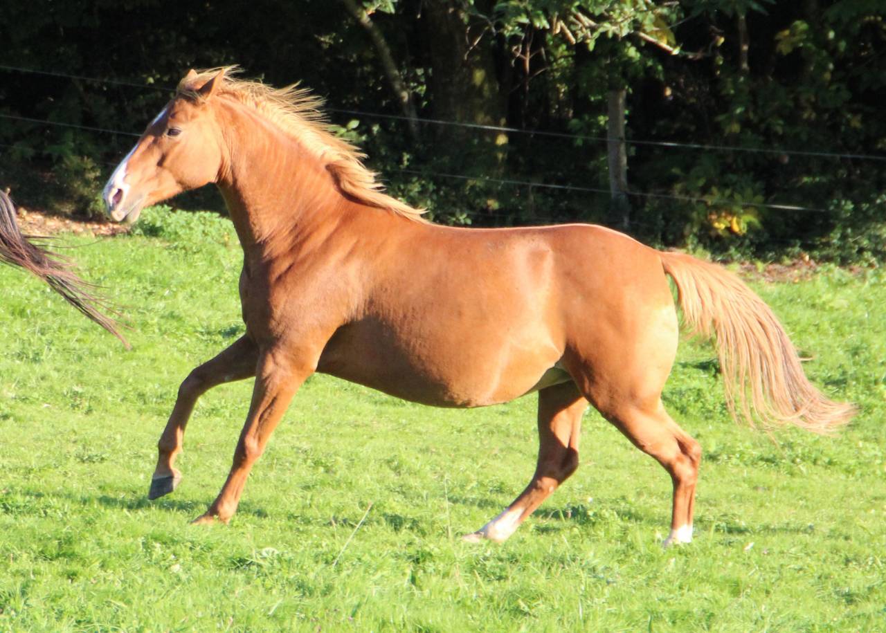 Broodmare Anglo-Arabian For sale 2014 Silver dapple