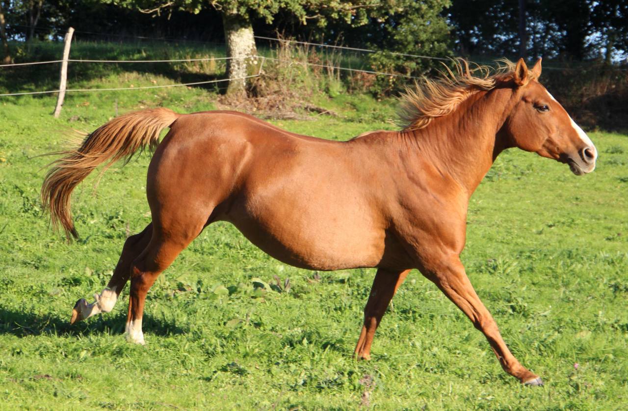 Broodmare Anglo-Arabian For sale 2014 Silver dapple