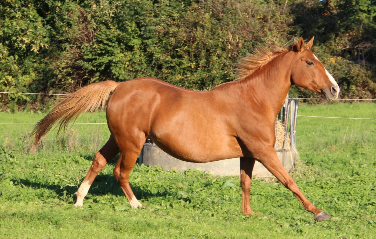Broodmare Anglo-Arabian For sale 2014 Silver dapple