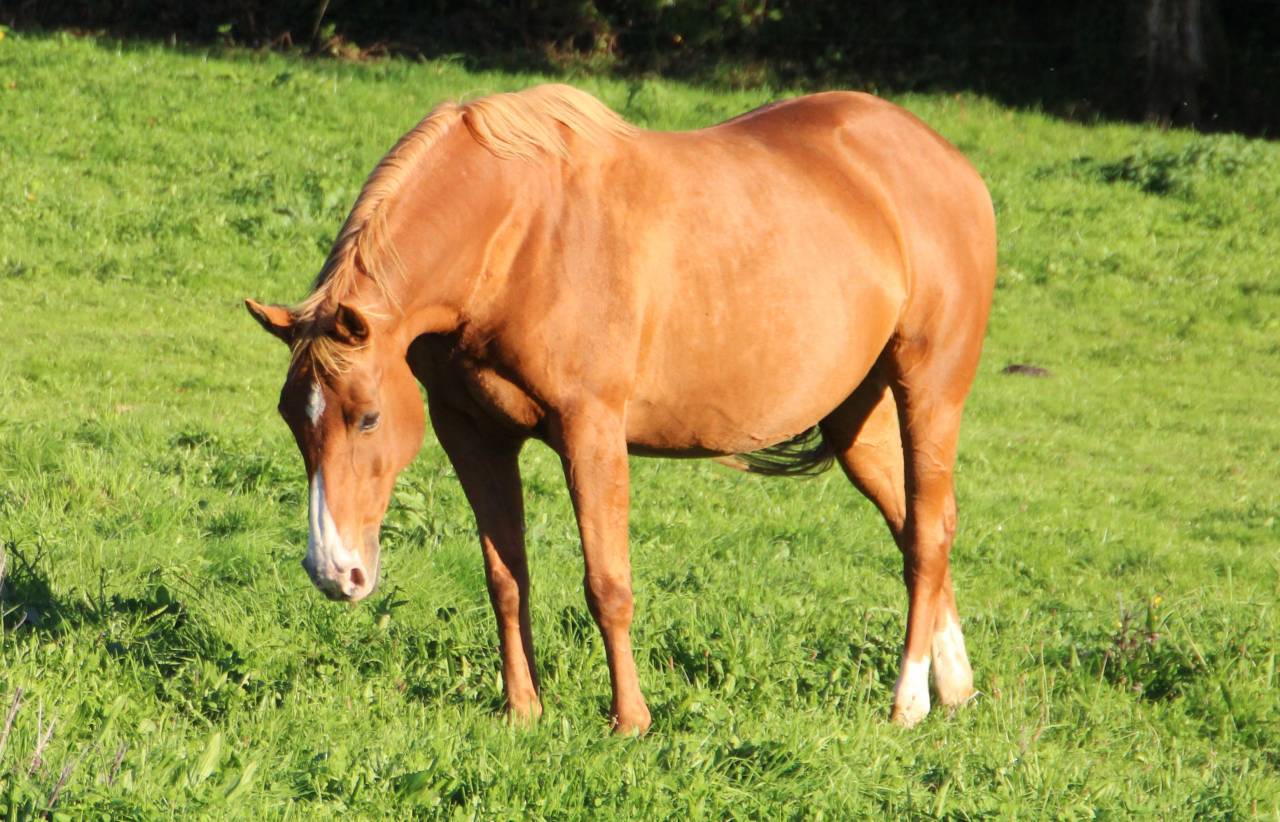 Broodmare Anglo-Arabian For sale 2014 Silver dapple