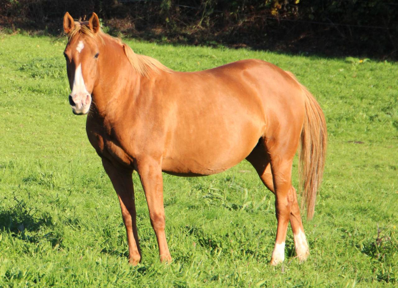 Broodmare Anglo-Arabian For sale 2014 Silver dapple