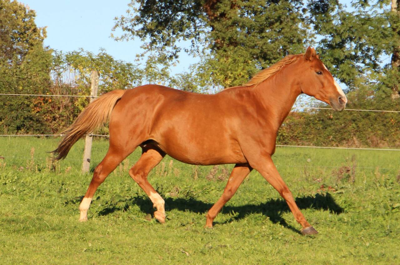 Broodmare Anglo-Arabian For sale 2014 Silver dapple