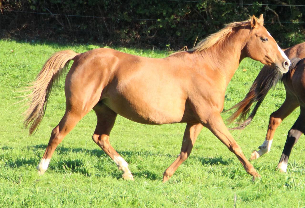 Broodmare Anglo-Arabian For sale 2014 Silver dapple
