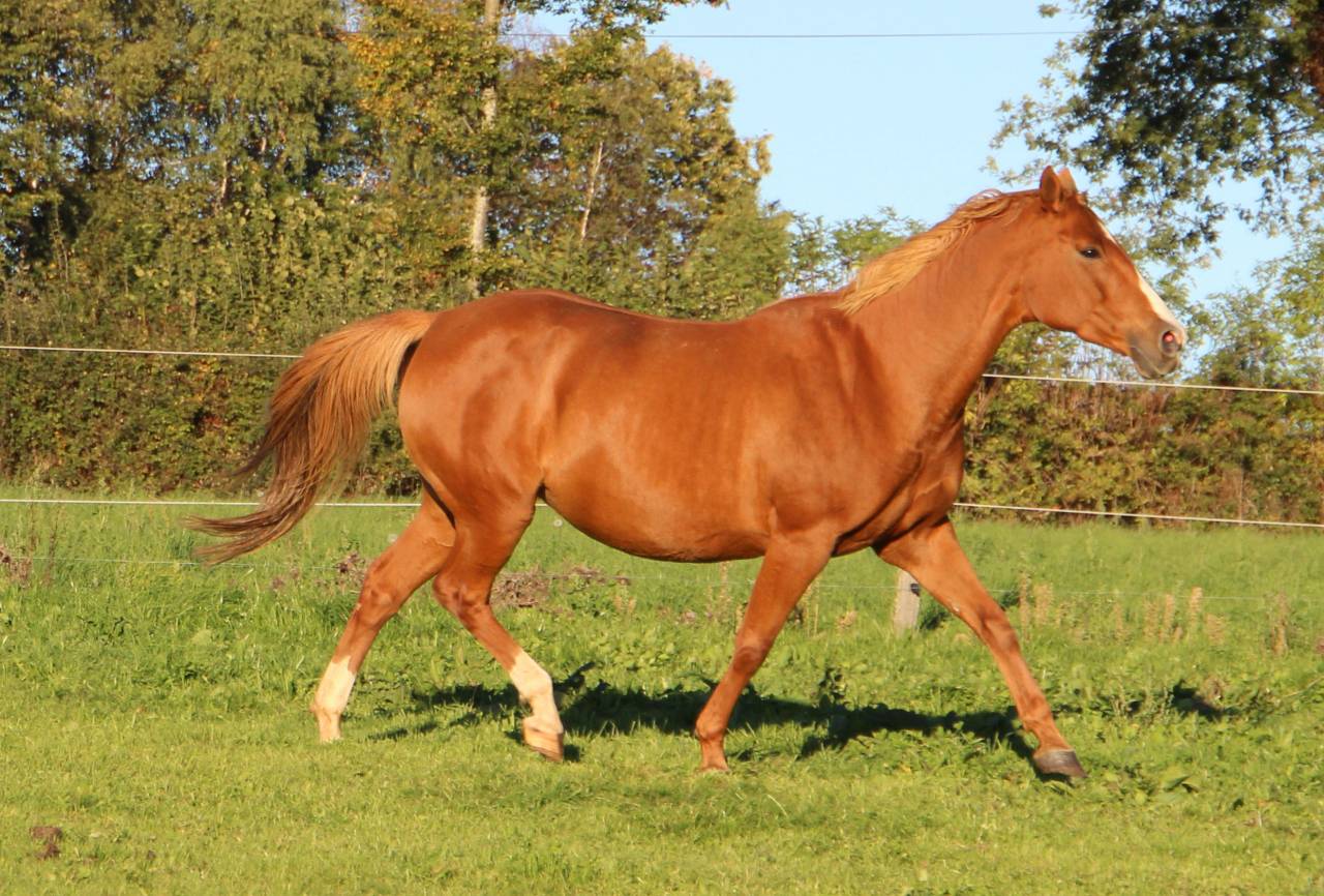 Broodmare Anglo-Arabian For sale 2014 Silver dapple