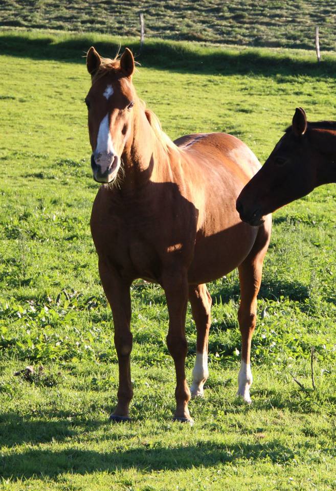 Broodmare Anglo-Arabian For sale 2014 Silver dapple