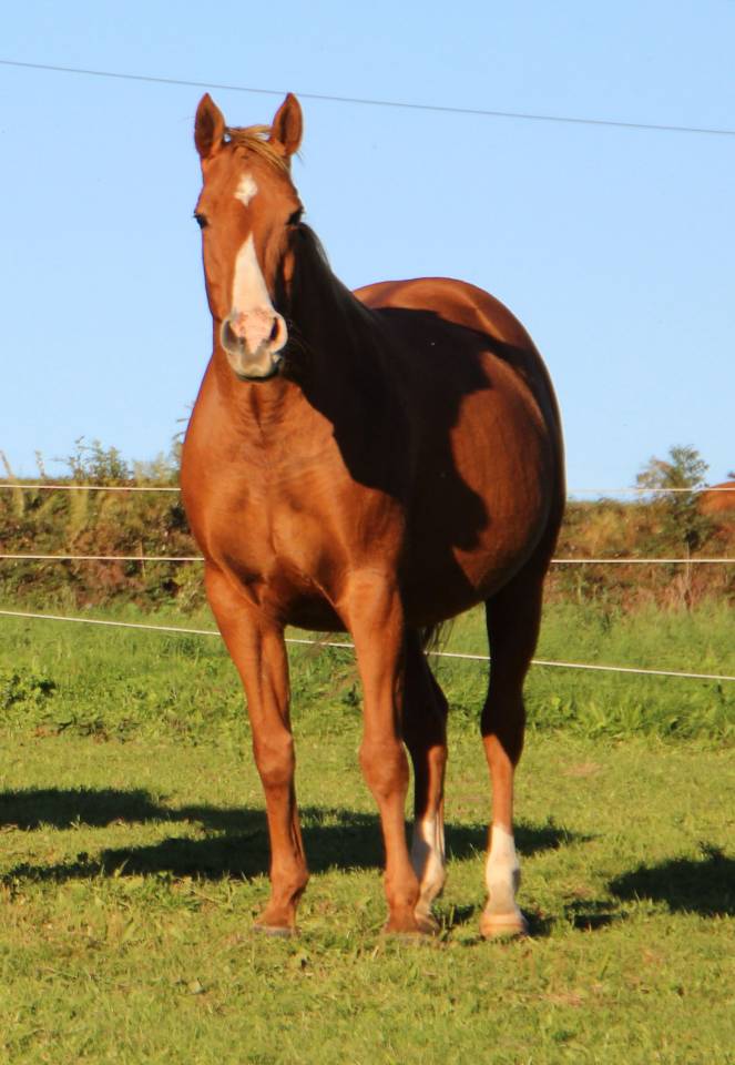 Broodmare Anglo-Arabian For sale 2014 Silver dapple