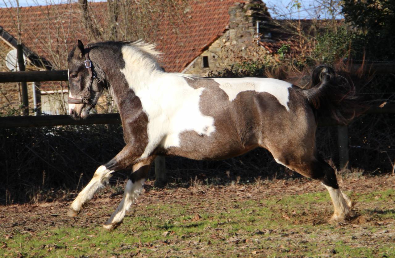 Gelding Welsh Part Bred For sale 2023 Coloured