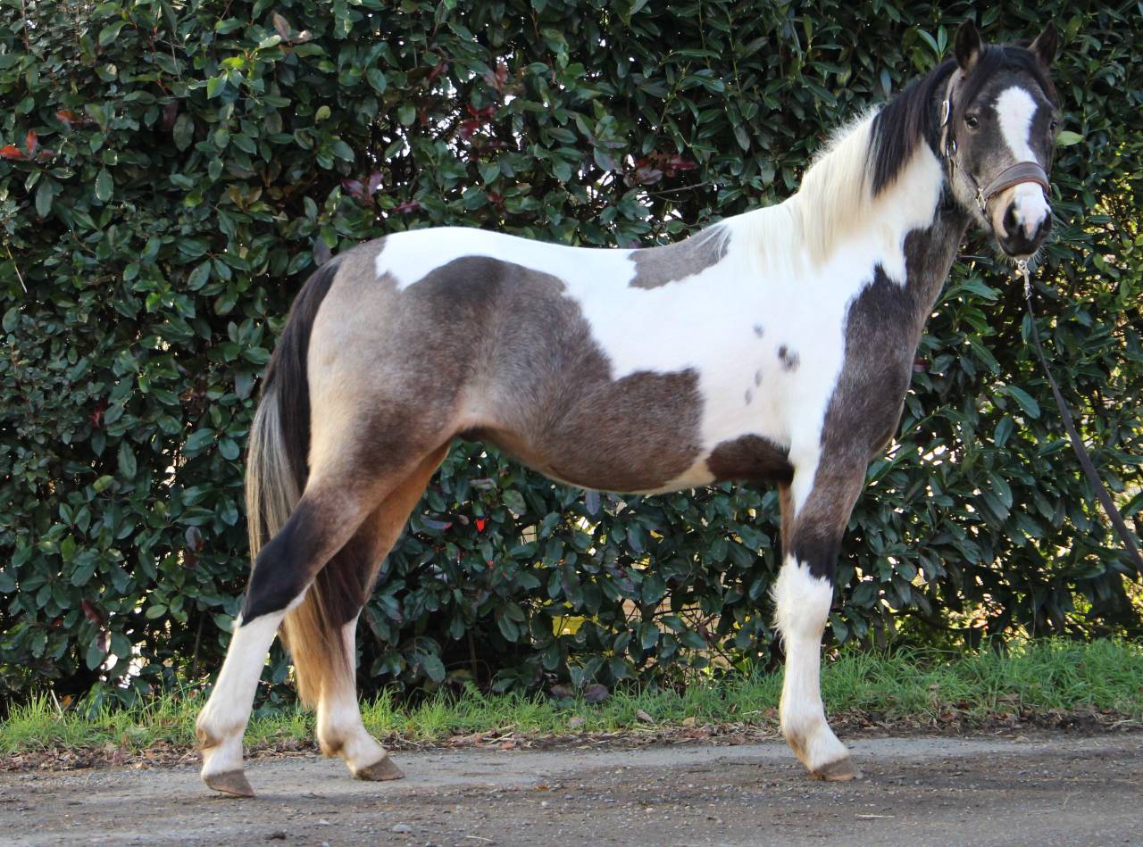 Gelding Welsh Part Bred For sale 2023 Coloured