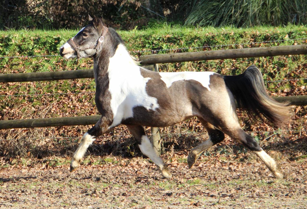 Gelding Welsh Part Bred For sale 2023 Coloured