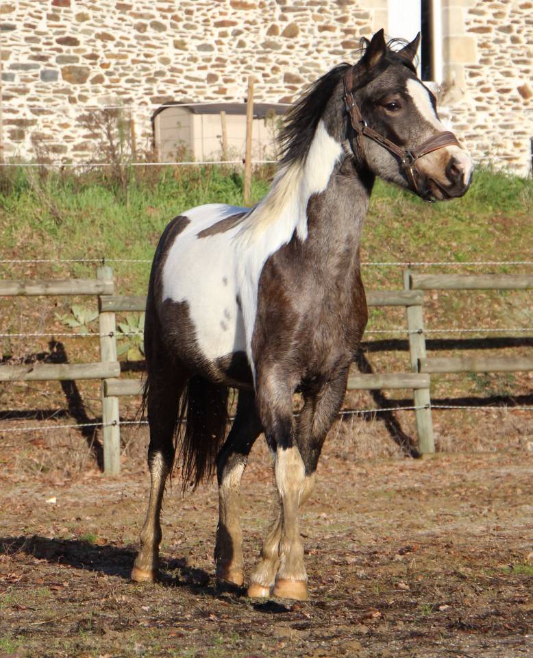 Gelding Welsh Part Bred For sale 2023 Coloured