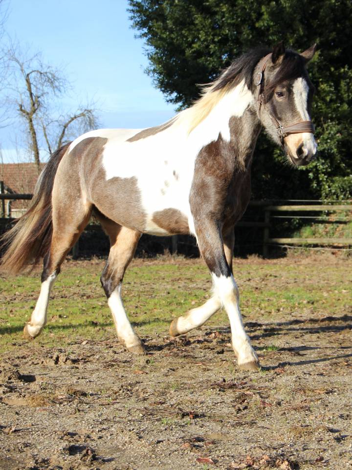Gelding Welsh Part Bred For sale 2023 Coloured
