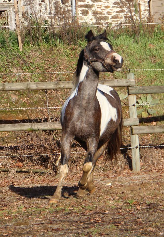 Gelding Welsh Part Bred For sale 2023 Coloured