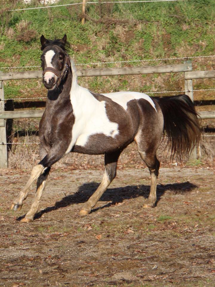 Gelding Welsh Part Bred For sale 2023 Coloured