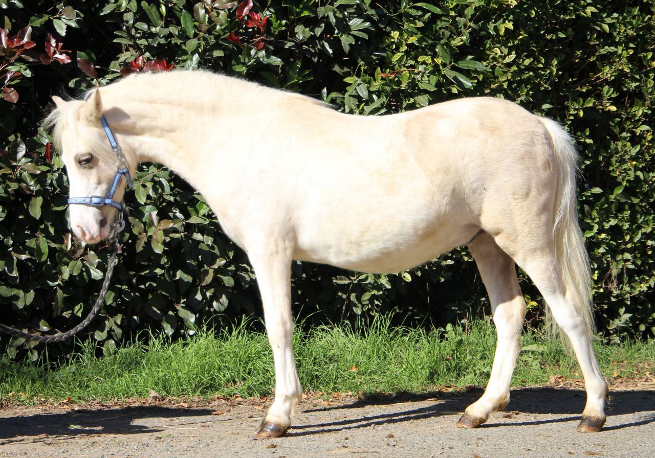Entire Welsh Pony (Section A) For sale 2024 Palomino