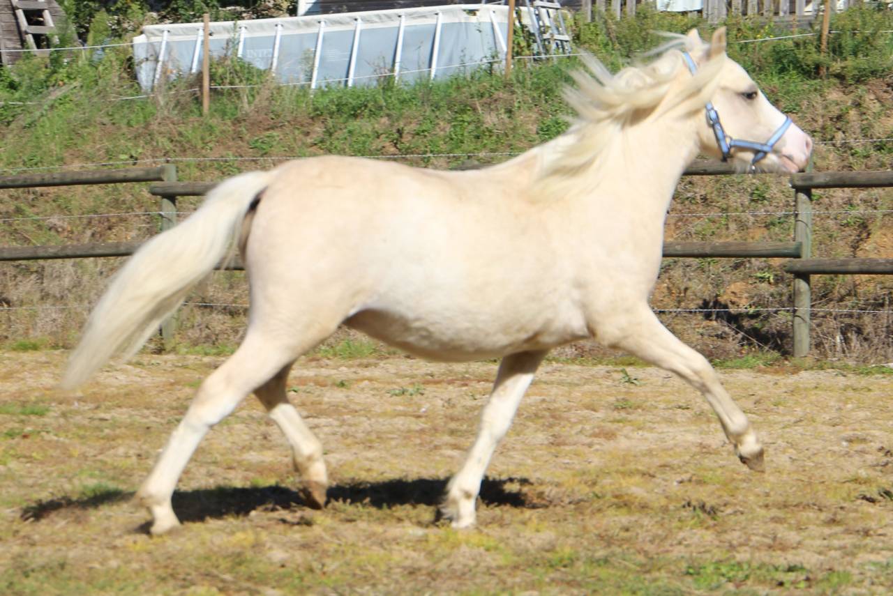 Entire Welsh Pony (Section A) For sale 2024 Palomino