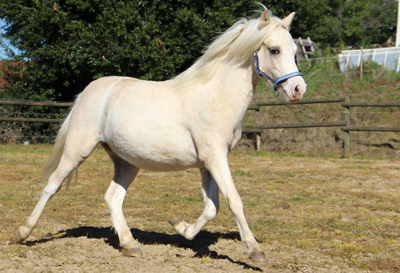 Entire Welsh Pony (Section A) For sale 2024 Palomino