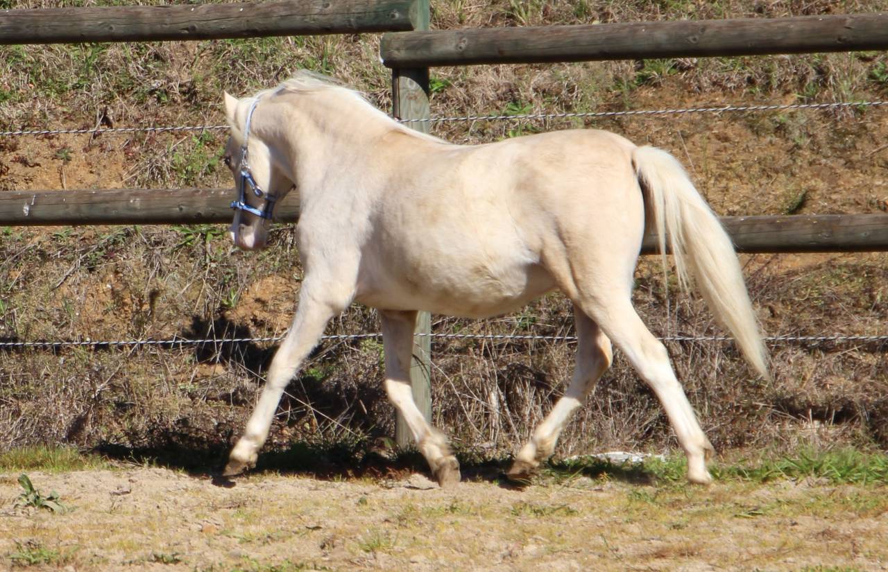 Entire Welsh Pony (Section A) For sale 2024 Palomino