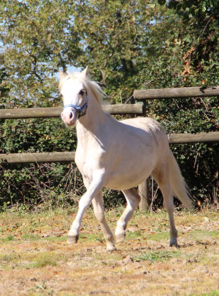 Entire Welsh Pony (Section A) For sale 2024 Palomino