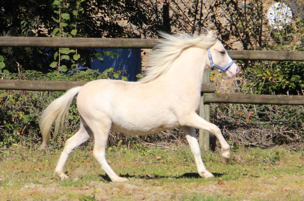 Entire Welsh Pony (Section A) For sale 2024 Palomino